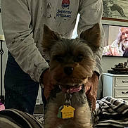 Tbone joined the competition — help win amazing prizes! bird, blanket, carpet, collar, dog, dresser, furniture, hands, indoor, old_man, paint_stains, painting, person, pet, shirt, small_dog, striped_blanket, tags, television, tv_screen
