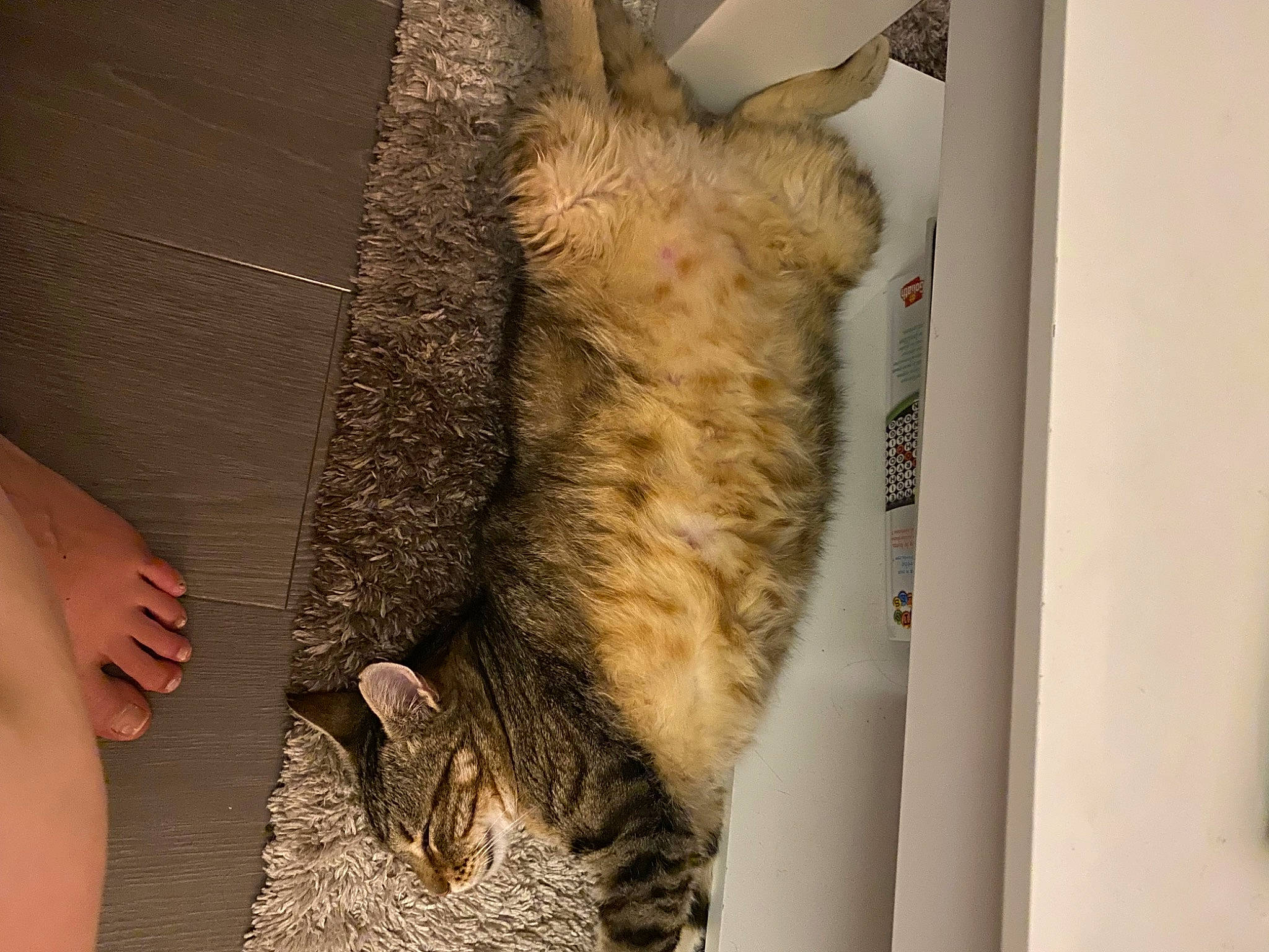 Dino a rejoint le concours — aidez-le/la à gagner de superbes lots ! carnivore, cat, claw, domestic_short_haired_cat, fawn, felidae, foot, fur, paw, small_to_medium_sized_cats, tail, whiskers, wood