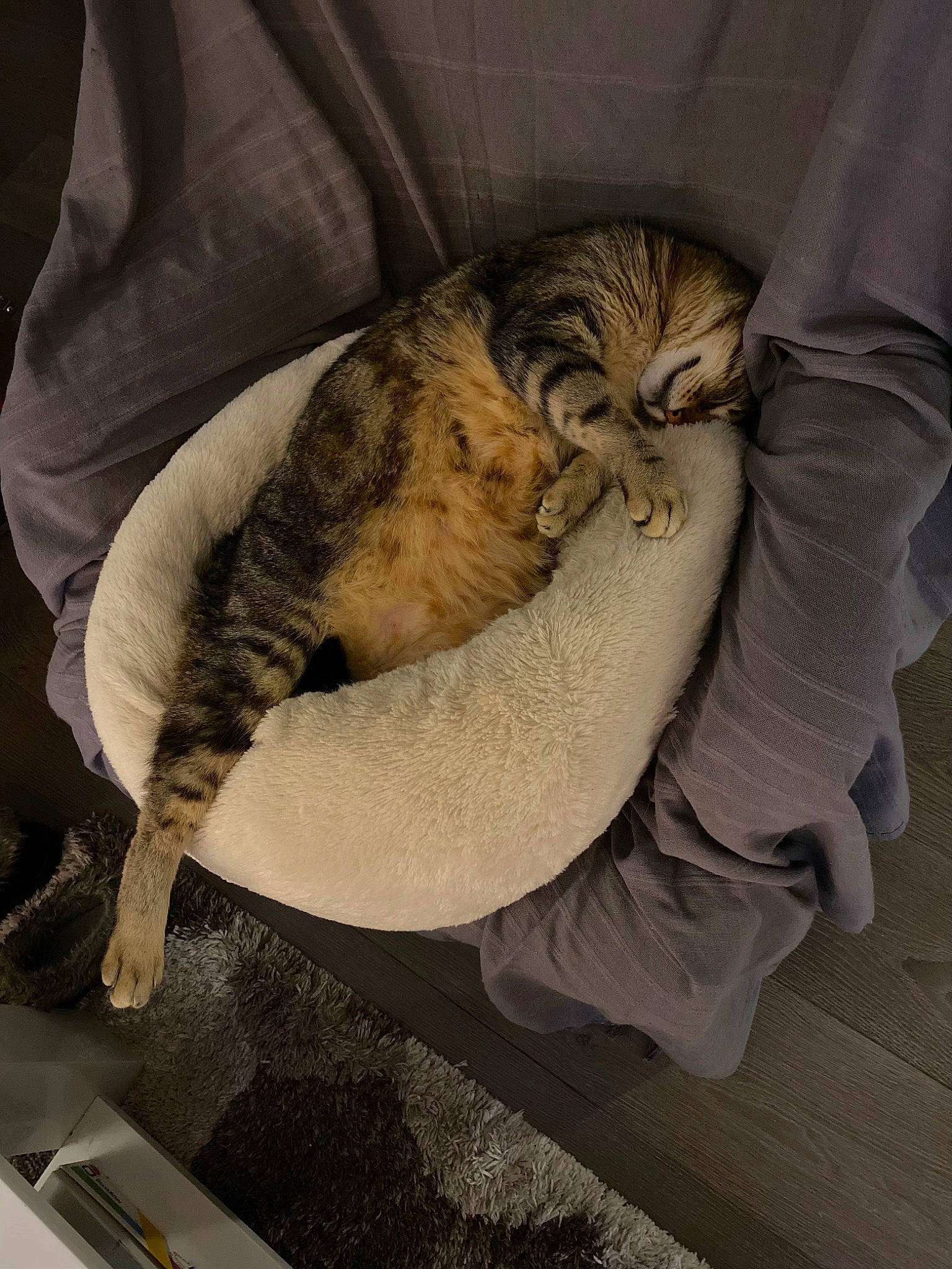 Dino a rejoint le concours — aidez-le/la à gagner de superbes lots ! carnivore, cat, cat_bed, cat_supply, claw, comfort, domestic_short_haired_cat, fawn, felidae, flooring, fur, nap, paw, sleep, small_to_medium_sized_cats, snout, tail, terrestrial_animal, whiskers, wildlife