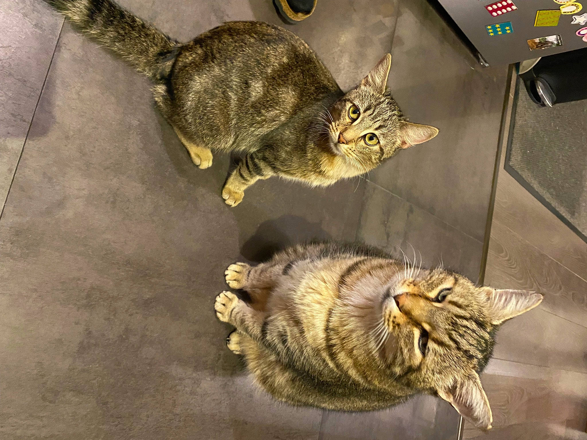 Dino a rejoint le concours — aidez-le/la à gagner de superbes lots ! box, carnivore, cat, claw, domestic_short_haired_cat, felidae, fur, paw, small_to_medium_sized_cats, snout, tail, terrestrial_animal, whiskers, wildlife