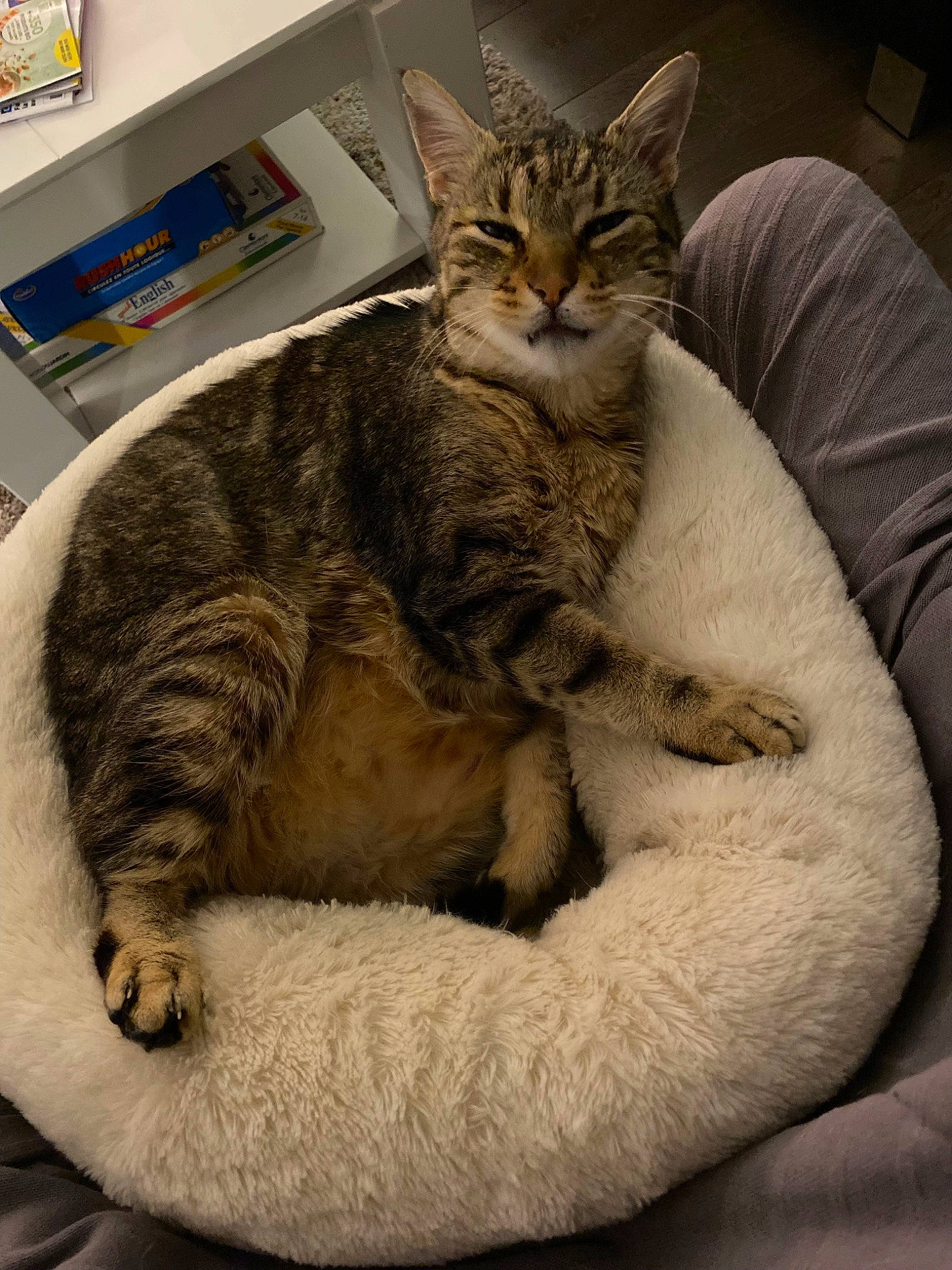 Dino participe au concours pour gagner de l'argent avec cette photo : carnivore, cat, claw, comfort, domestic_short_haired_cat, felidae, fur, nap, paw, sitting, small_to_medium_sized_cats, snout, tail, terrestrial_animal, whiskers