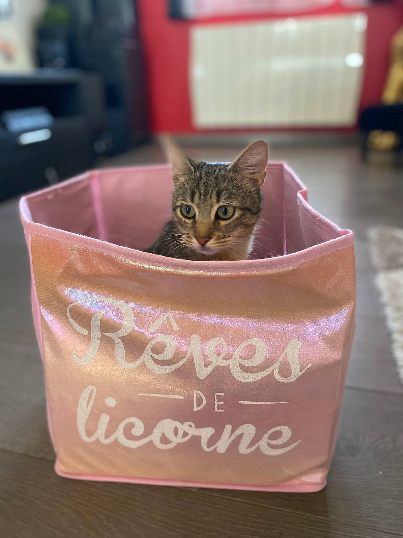 Foxy participe au concours pour gagner de l'argent avec cette photo : box, cardboard, carnivore, cat, cat_supply, domestic_short_haired_cat, event, fawn, felidae, flooring, font, fur, magenta, packaging_and_labeling, paper_bag, paper_product, pet_supply, pink, small_to_medium_sized_cats, whiskers