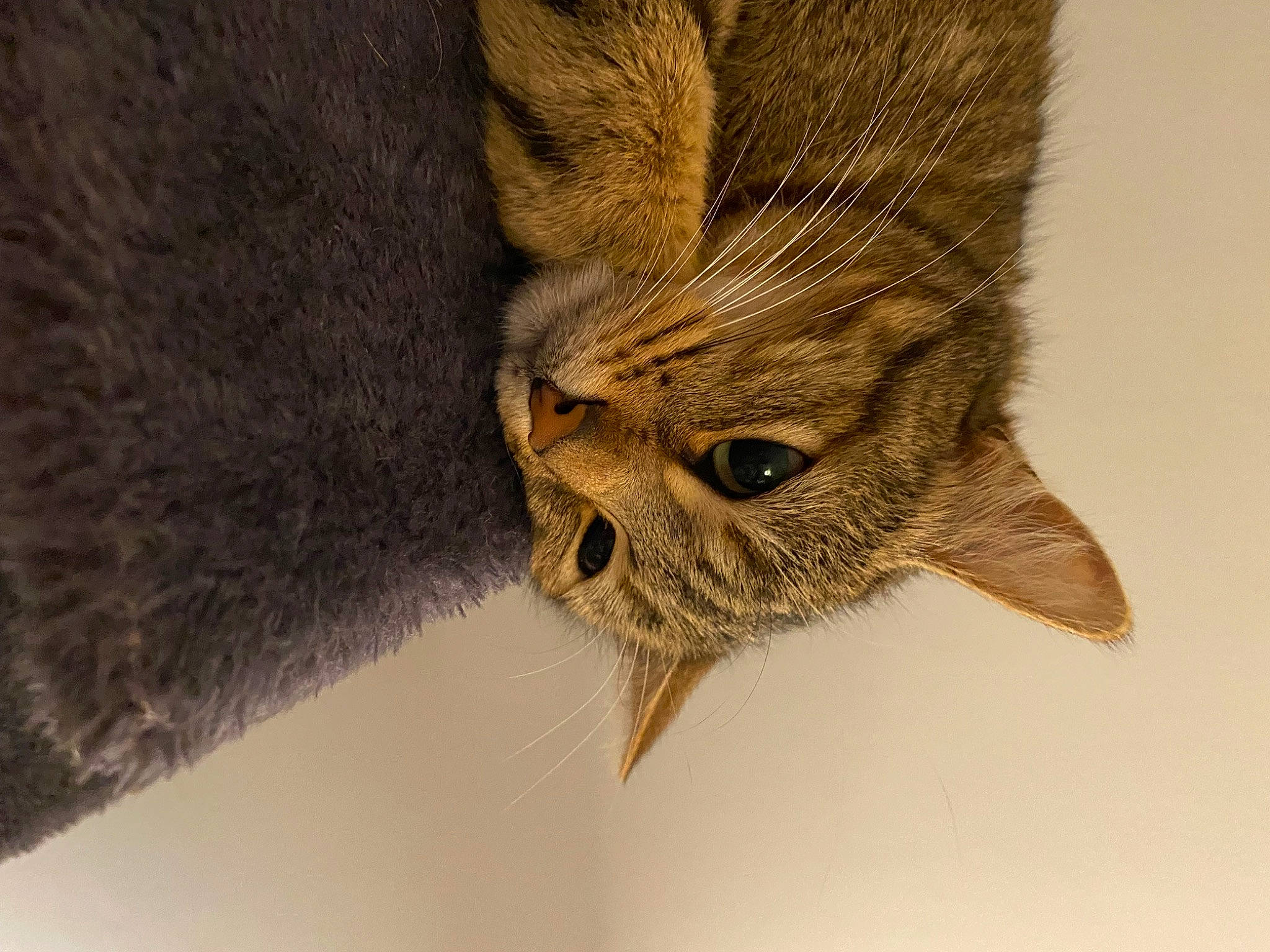 Foxy participe au concours pour gagner de l'argent avec cette photo : accipitriformes, bat, bird_of_prey, carnivore, cat, claw, falconiformes, fawn, feather, felidae, fur, mouse_eared_bat, paw, plant, small_to_medium_sized_cats, snout, tail, terrestrial_animal, whiskers, wildlife