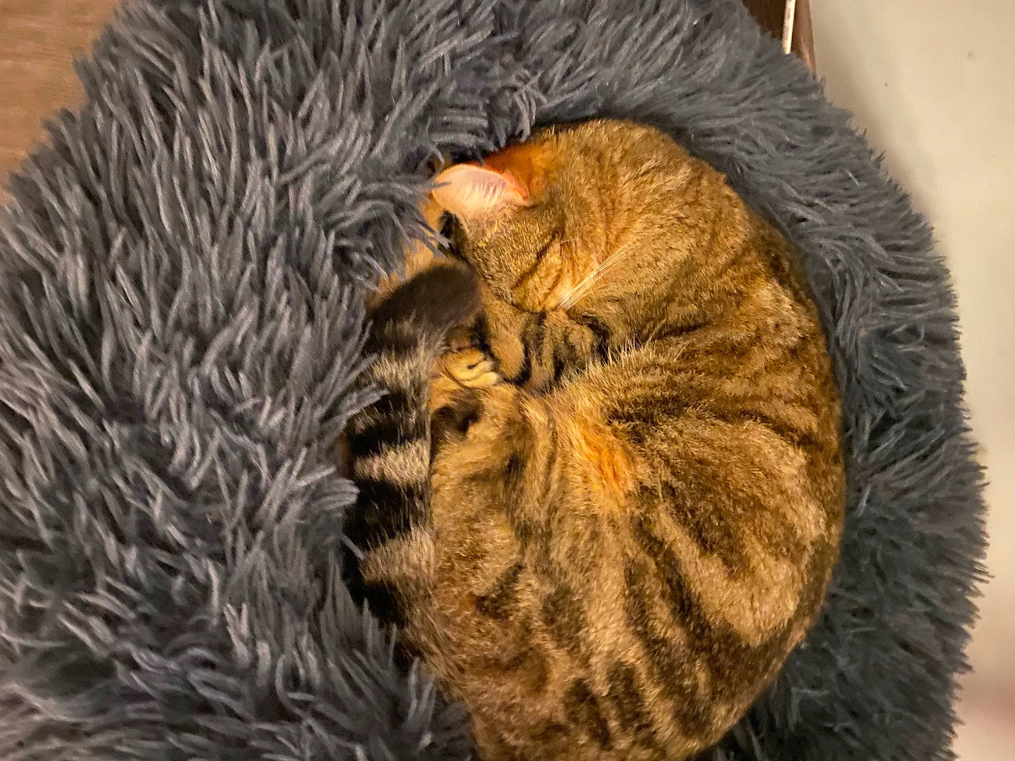 Foxy participe au concours pour gagner de l'argent avec cette photo : brown, carnivore, cat, claw, comfort, domestic_short_haired_cat, fawn, felidae, fur, liver, small_to_medium_sized_cats, snout, tail, terrestrial_animal, whiskers, wildlife