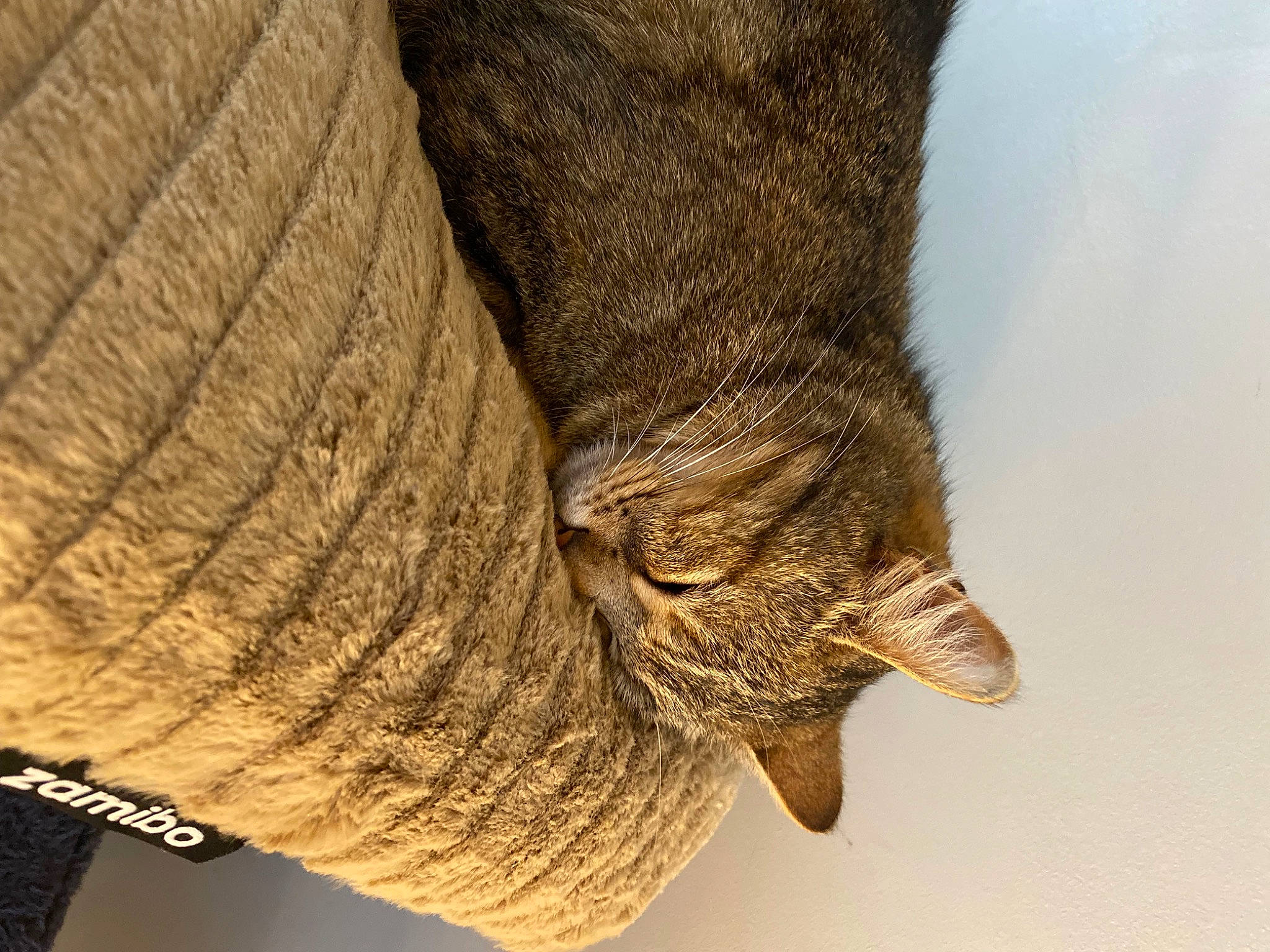 Foxy a rejoint le concours — aidez-le/la à gagner de superbes lots ! close_up, electric_blue, foot, fur, hat, human_leg, macro_photography, natural_material, rope, shadow, tail, terrestrial_animal, thread, wildlife, wood, wool, woolen, wrinkle