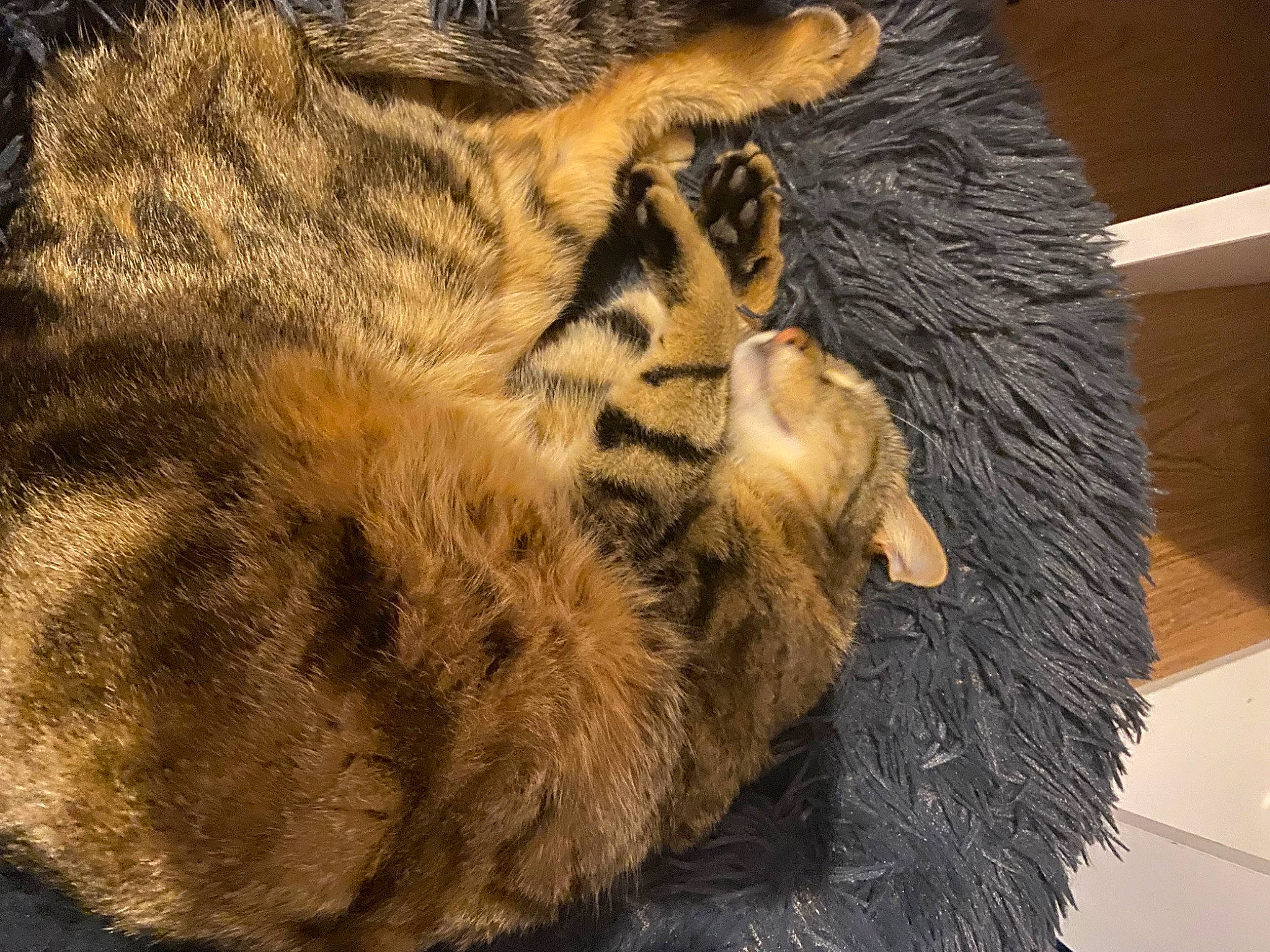 Foxy participe au concours pour gagner de l'argent avec cette photo : animal_product, big_cats, carnivore, cat, claw, comfort, domestic_short_haired_cat, fawn, felidae, fur, fur_clothing, nap, natural_material, paw, sleep, small_to_medium_sized_cats, snout, tail, terrestrial_animal, whiskers