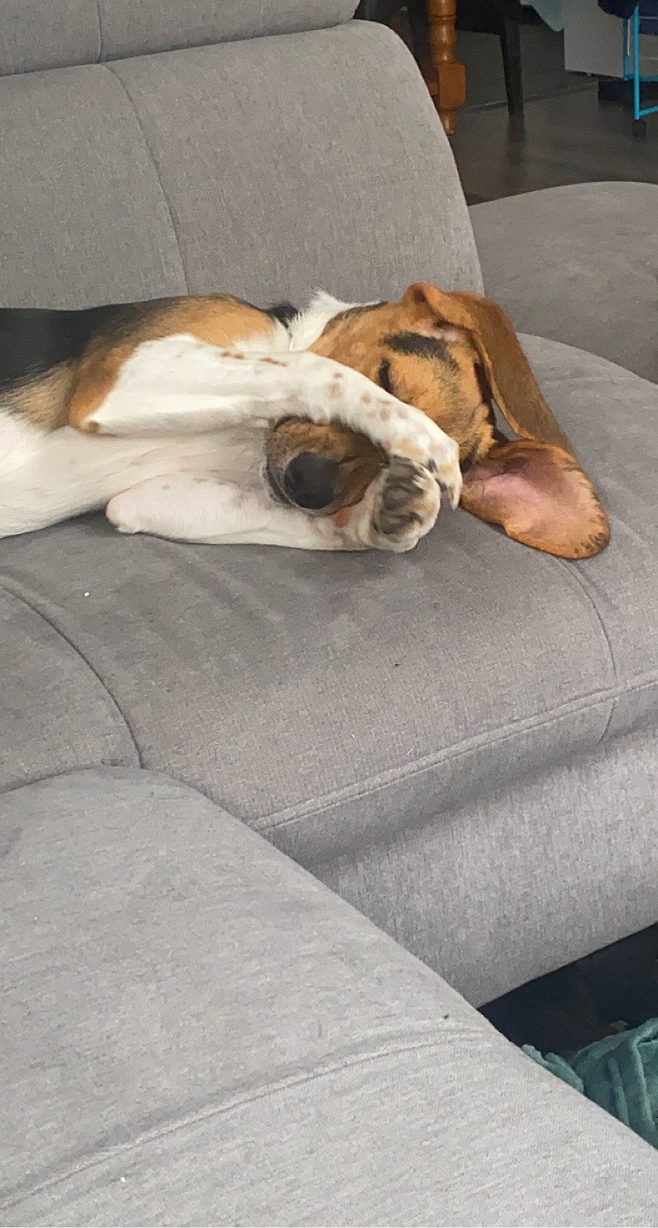 Rio a rejoint le concours — aidez-le/la à gagner de superbes lots ! beagle, carnivore, comfort, companion_dog, dog, dog_breed, fawn, felidae, flooring, fur, hound, linens, mammal, nap, paw, scent_hound, snout, sporting_group, tail, whiskers