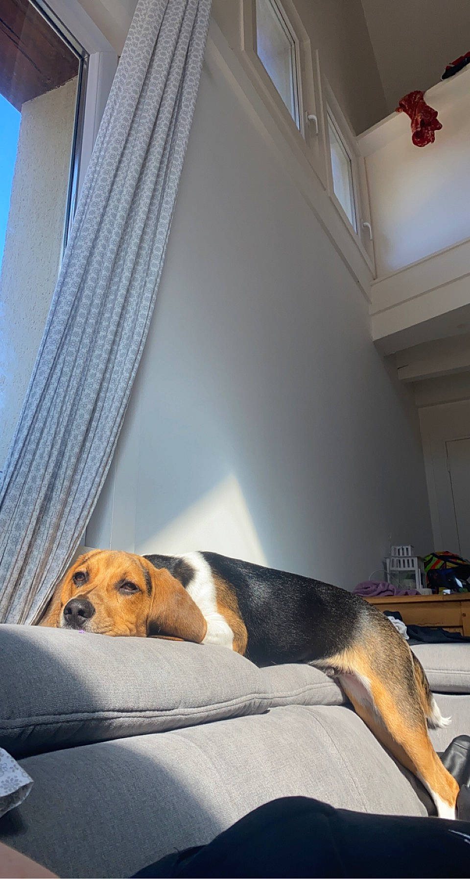 Rio a rejoint le concours — aidez-le/la à gagner de superbes lots ! building, canidae, carnivore, comfort, companion_dog, curtain, dog, dog_breed, fawn, floor, flooring, hardwood, interior_design, linens, room, snout, sporting_group, tints_and_shades, window, wood