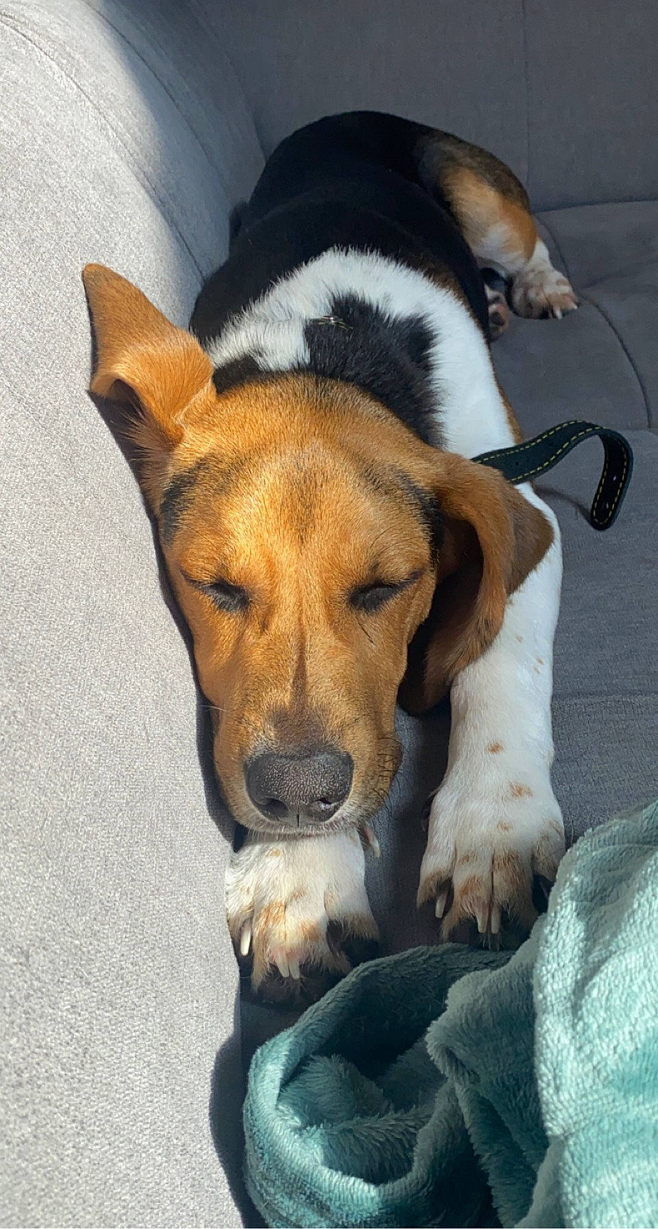 Rio a rejoint le concours — aidez-le/la à gagner de superbes lots ! beagle, canidae, carnivore, comfort, companion_dog, dog, dog_breed, ear, fawn, finnish_hound, fur, hound, paw, puppy_love, scent_hound, snout, sporting_group, tail, whiskers, working_animal