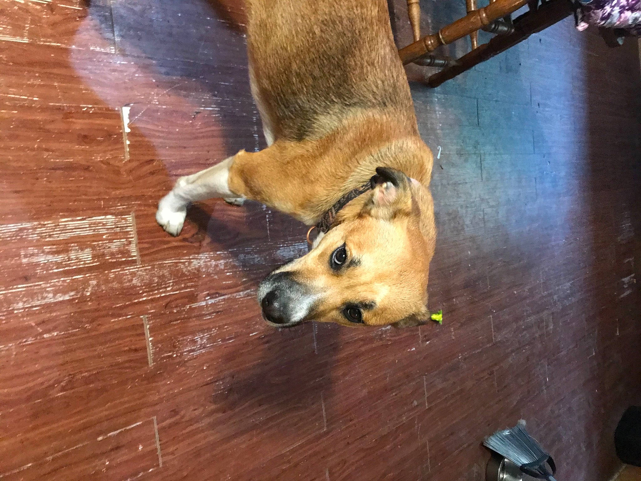 Dasiy is registered to the contest to win money with this photo: carnivore, companion_dog, dog, dog_breed, fawn, floor, flooring, fur, hardwood, human_leg, paw, snout, sporting_group, tail, terrestrial_animal, varnish, whiskers, wood, wood_stain, working_animal