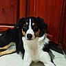 dog, black_and_white_dog, tricolor_dog, pet, animal, lying_down, front_legs, paws, long_legs, floppy_ears, brown_eyes, white_chest, black_fur, tan_markings, indoor, tile_floor, wooden_cabinet, home, portrait, relaxed