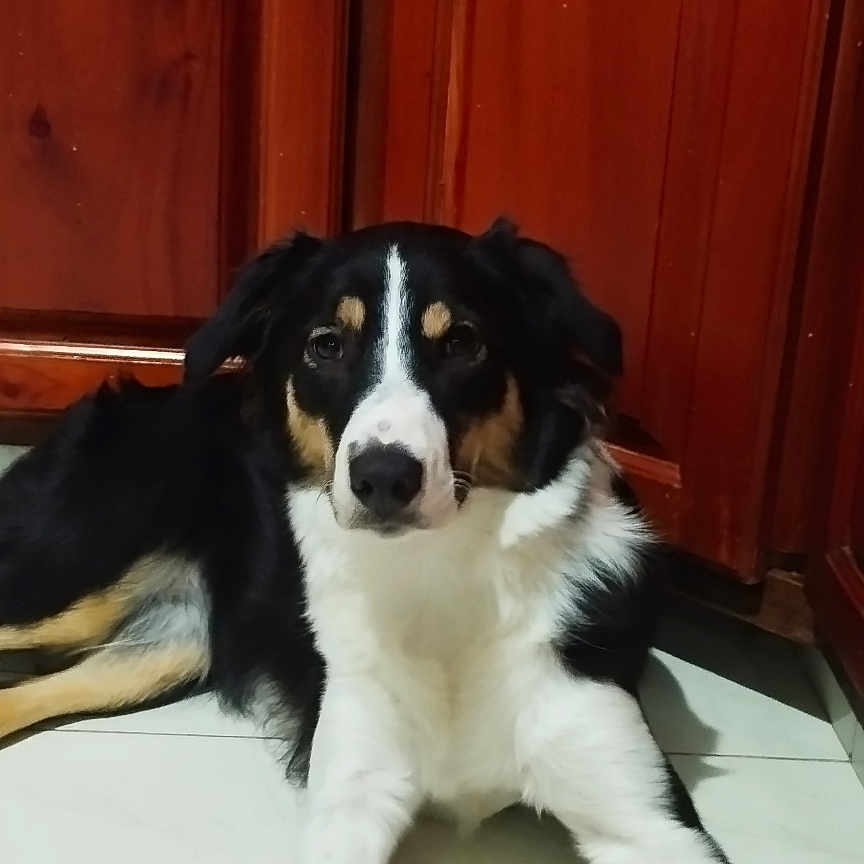 Galleta joined the competition — help win amazing prizes! dog, black_and_white_dog, tricolor_dog, pet, animal, lying_down, front_legs, paws, long_legs, floppy_ears, brown_eyes, white_chest, black_fur, tan_markings, indoor, tile_floor, wooden_cabinet, home, portrait, relaxed
