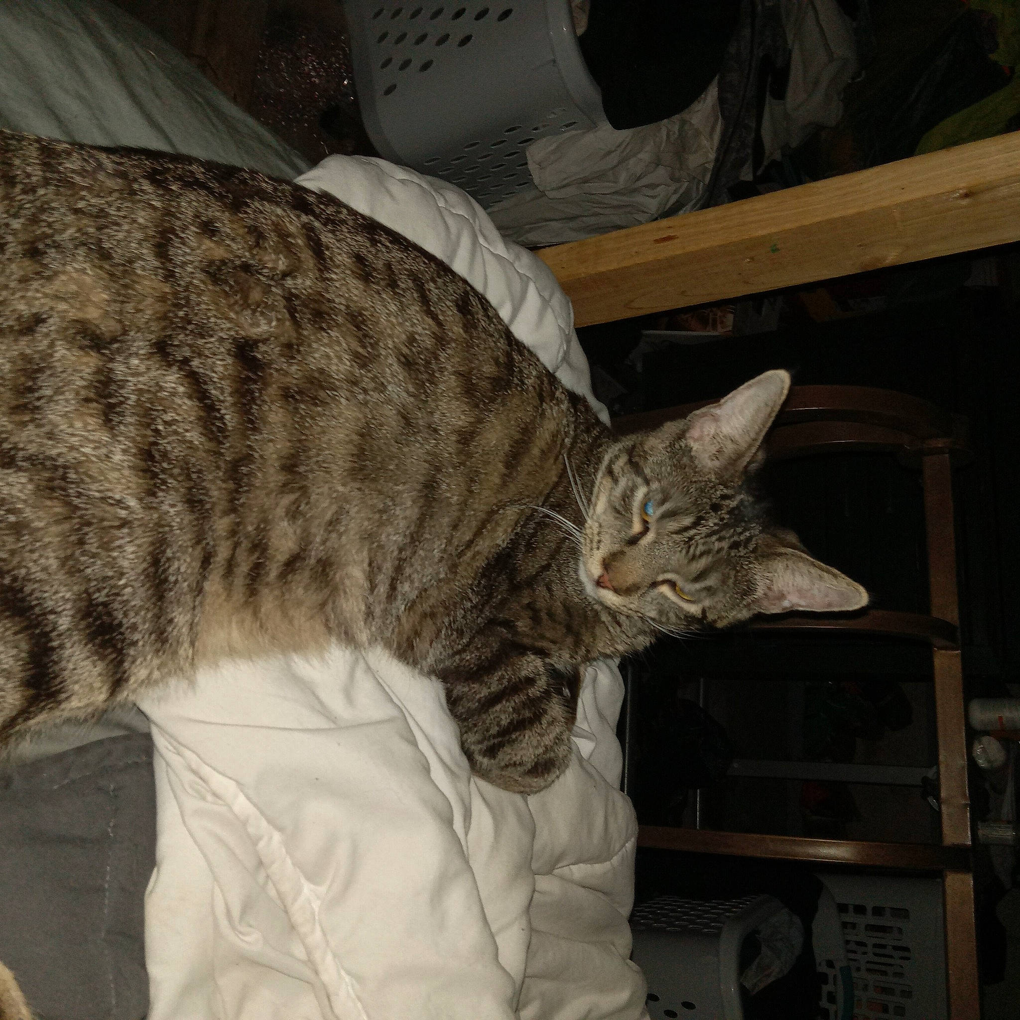 Jeffery joined the competition — help win amazing prizes! carnivore, cat, claw, domestic_short_haired_cat, felidae, fur, small_to_medium_sized_cats, snout, tail, terrestrial_animal, whiskers