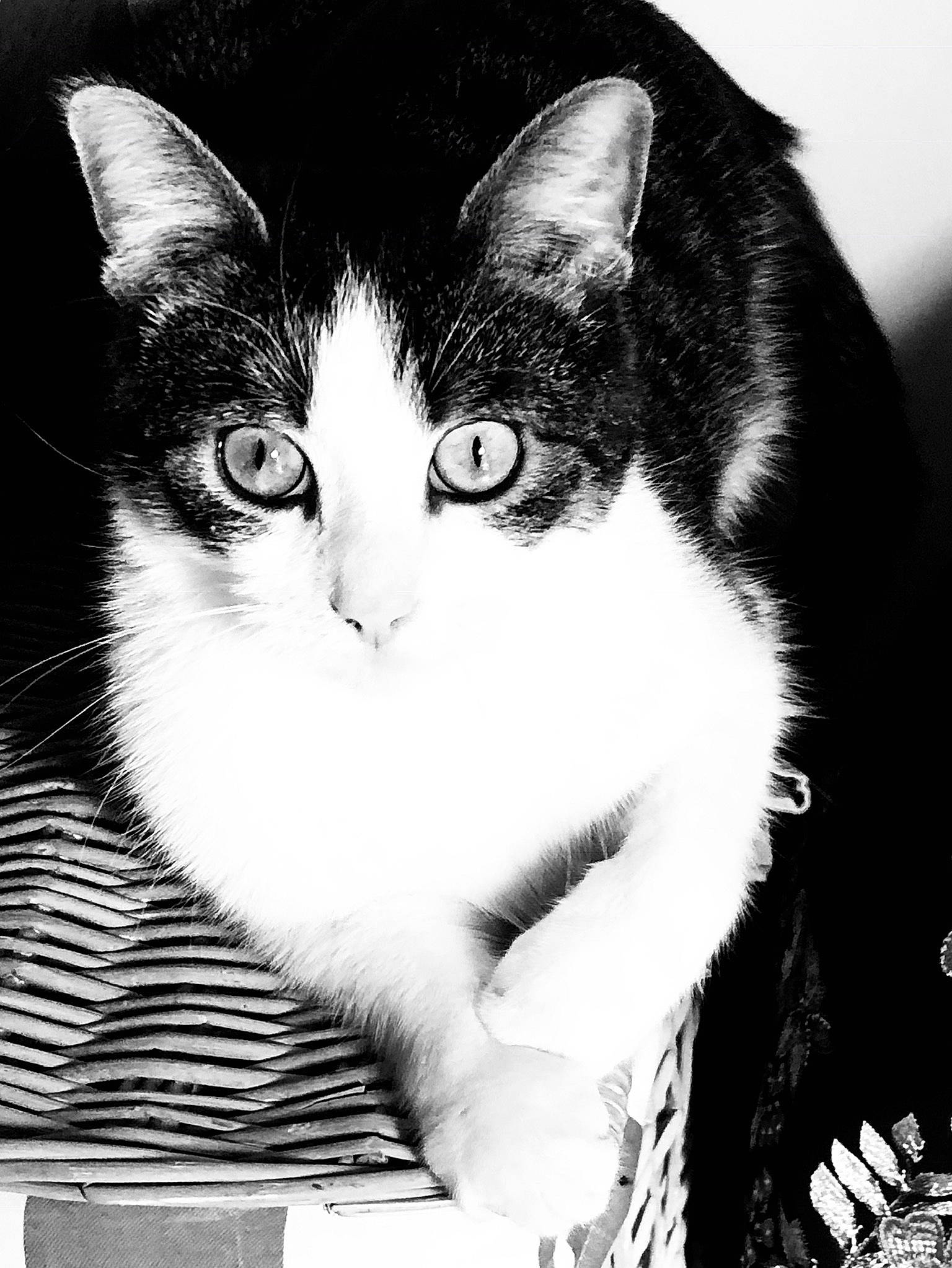 Flamingo a rejoint le concours — aidez-le/la à gagner de superbes lots ! black_and_white, carnivore, cat, comfort, domestic_short_haired_cat, eye, felidae, flash_photography, fur, iris, line, monochrome, monochrome_photography, sitting, small_to_medium_sized_cats, snout, style, tree, whiskers, white