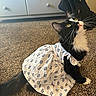 animal, attentive, backpack, black_and_white, carpet, cat, clothing, cute, domestic, dress, dresser, feline, furniture, indoor, long_hair, patterned, pet, sitting, whiskers, yellow_eyes