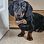 animal, black_and_tan, bow_tie, canine, companion, curious, cute, dachshund, dog, domestic, door, floor, indoor, looking_up, pet, portrait, puppy, short_legs, sitting, young