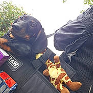 Reggie joined the competition — help win amazing prizes! dog, puppy, dachshund, black_bag, plush_toy, giraffe_toy, person, jacket, outdoor, greenery, leafy_background, box, leash, pet_carrier, cute, animal, pet, closeup, paw, fabric