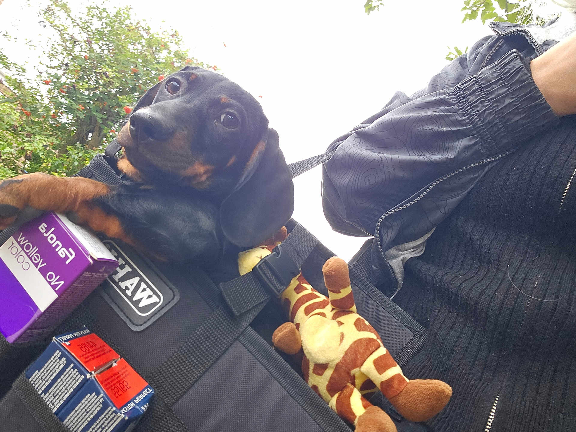 Reggie joined the competition — help win amazing prizes! dog, puppy, dachshund, black_bag, plush_toy, giraffe_toy, person, jacket, outdoor, greenery, leafy_background, box, leash, pet_carrier, cute, animal, pet, closeup, paw, fabric