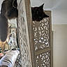 Jasper joined the competition — help win amazing prizes! animal, black_cat, cat, couch, decorative_screen, ears, fluffy, furniture, green_eyes, hiding, home, indoors, living_room, long_hair, peeking, pet, portrait, room_divider, tail, whiskers