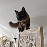 animal, black_cat, cat, decorative, ears, fluffy, furniture, home, indoors, lamp, long_hair, looking_down, pet, plant, portrait, standing, tail, wall, whiskers, wooden_divider