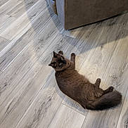 Jasper is registered to the contest to win money with this photo: animal, brown_cat, cat, cute, ears, eyes, feline, floor, fluffy, furniture, home, indoor, long_hair, lying_down, pet, portrait, relaxed, sofa, tail, wood_floor