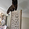 Jasper joined the competition — help win amazing prizes! balancing, black_cat, carved_wood, cat, couch, ears, fluffy, green_eyes, home_interior, houseplant, lamp, living_room, long_hair, ornate, room_divider, standing, tail, wall_art, whiskers, wooden_screen