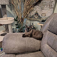 Brady And Jasper is registered to the contest to win money with this photo: blue_eyes, brown_fur, cat, cat_tree, dried_grass, feline, fluffy, furniture, home_decor, houseplant, indoor, living_room, long_hair, lounging, pet, portrait, recliner, relaxed, sofa, world_map
