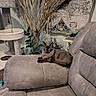 blue_eyes, brown_fur, cat, cat_tree, dried_grass, feline, fluffy, furniture, home_decor, houseplant, indoor, living_room, long_hair, lounging, pet, portrait, recliner, relaxed, sofa, world_map