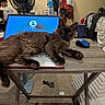 animal, bedroom, blue_eyes, carpet, cat, clothing, clutter, computer, dark_coat, desk, fan, furry, indoors, keyboard, laptop, long_hair, lying_down, mouse, pet, sitting