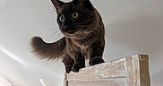 Brady And Jasper joined the competition — help win amazing prizes! animal, balancing, black_cat, cat, curious, decor, ears, eyes, feline, fluffy_tail, furniture, home, indoors, lamp, pet, portrait, standing, tail, whiskers, wooden_screen