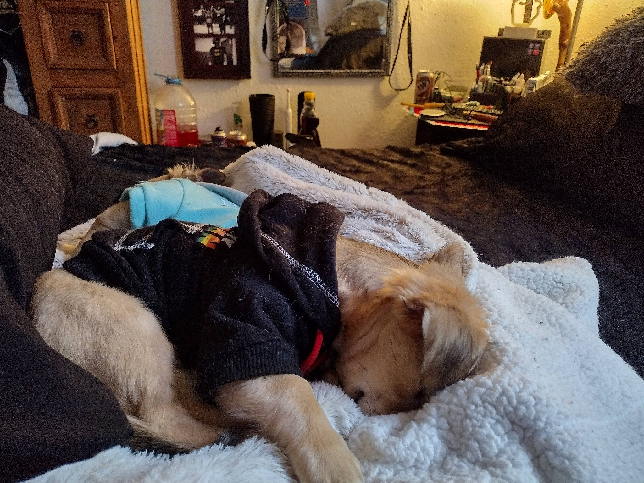 Jordan joined the competition — help win amazing prizes! bed, bed_sheet, bedding, bedroom, carnivore, comfort, companion_dog, couch, dog, dog_breed, fawn, flooring, linens, living_room, picture_frame, room, television, textile, wood, working_animal