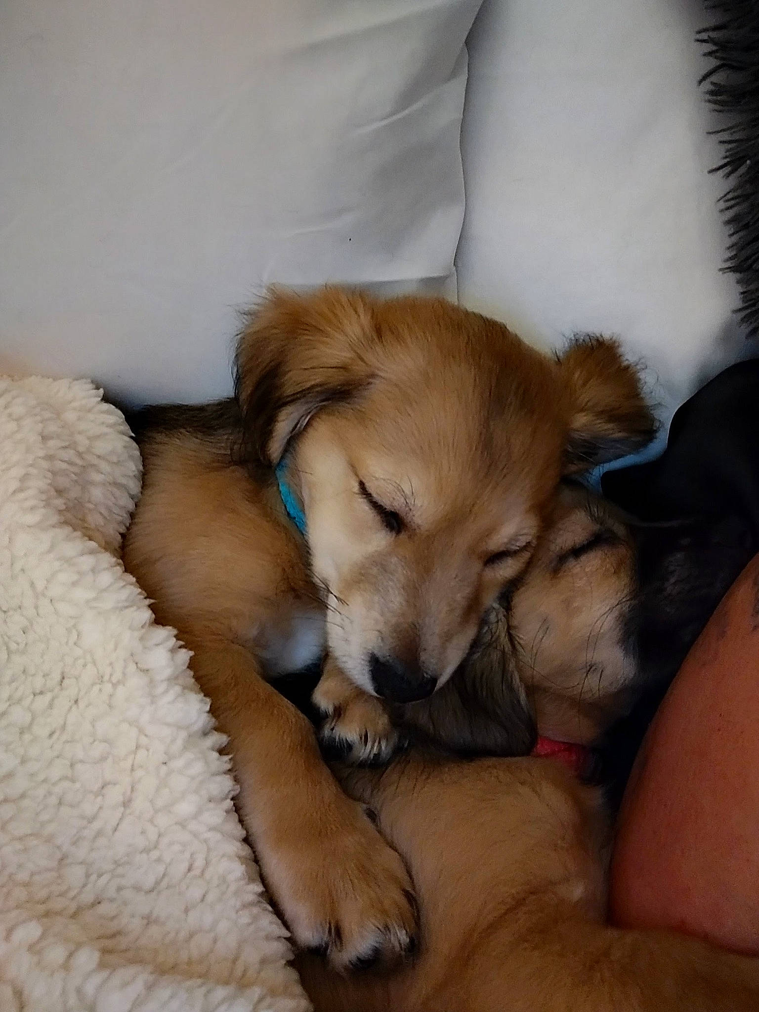 Jordan joined the competition — help win amazing prizes! bored, canidae, carnivore, comfort, companion_dog, dog, dog_breed, fawn, flooring, fur, hardwood, nap, paw, sleep, snout, sporting_group, working_animal