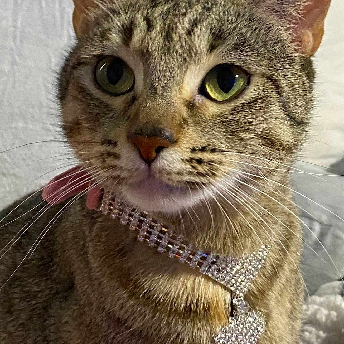 Orbit Skye is registered to the contest to win money with this photo: animal_portrait, cat, close_up, collar, cozy, curious, cute, cute_pet, domestic_animal, ears, feline, fur, green_eyes, heart_pendant, indoor, pet, rhinestone, soft_background, tabby, whiskers