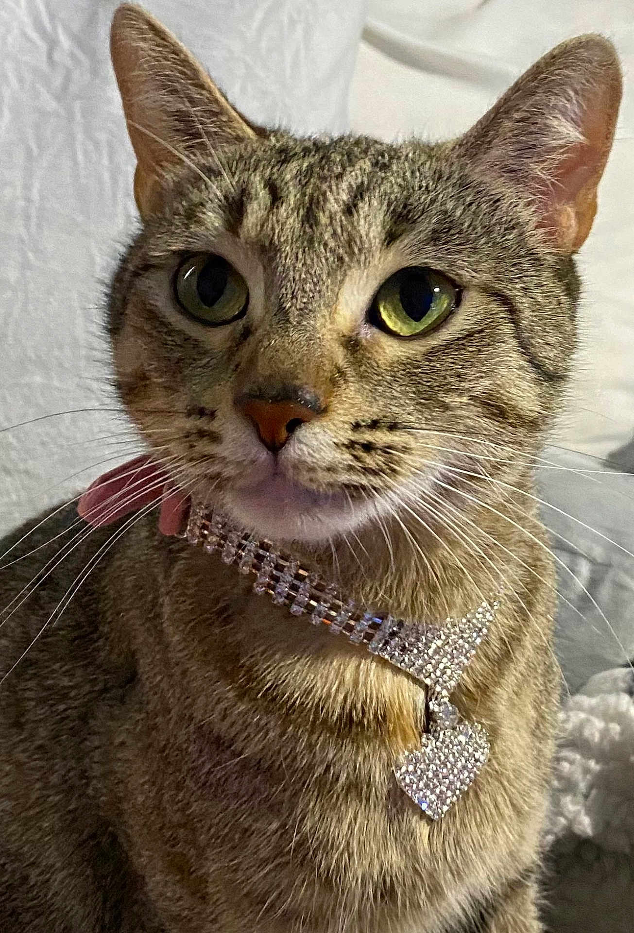 Orbit Skye is registered to the contest to win money with this photo: cat, tabby, pet, collar, rhinestone, heart_pendant, close_up, whiskers, ears, green_eyes, fur, indoor, curious, cute, domestic_animal, animal_portrait, feline, cozy, soft_background, cute_pet