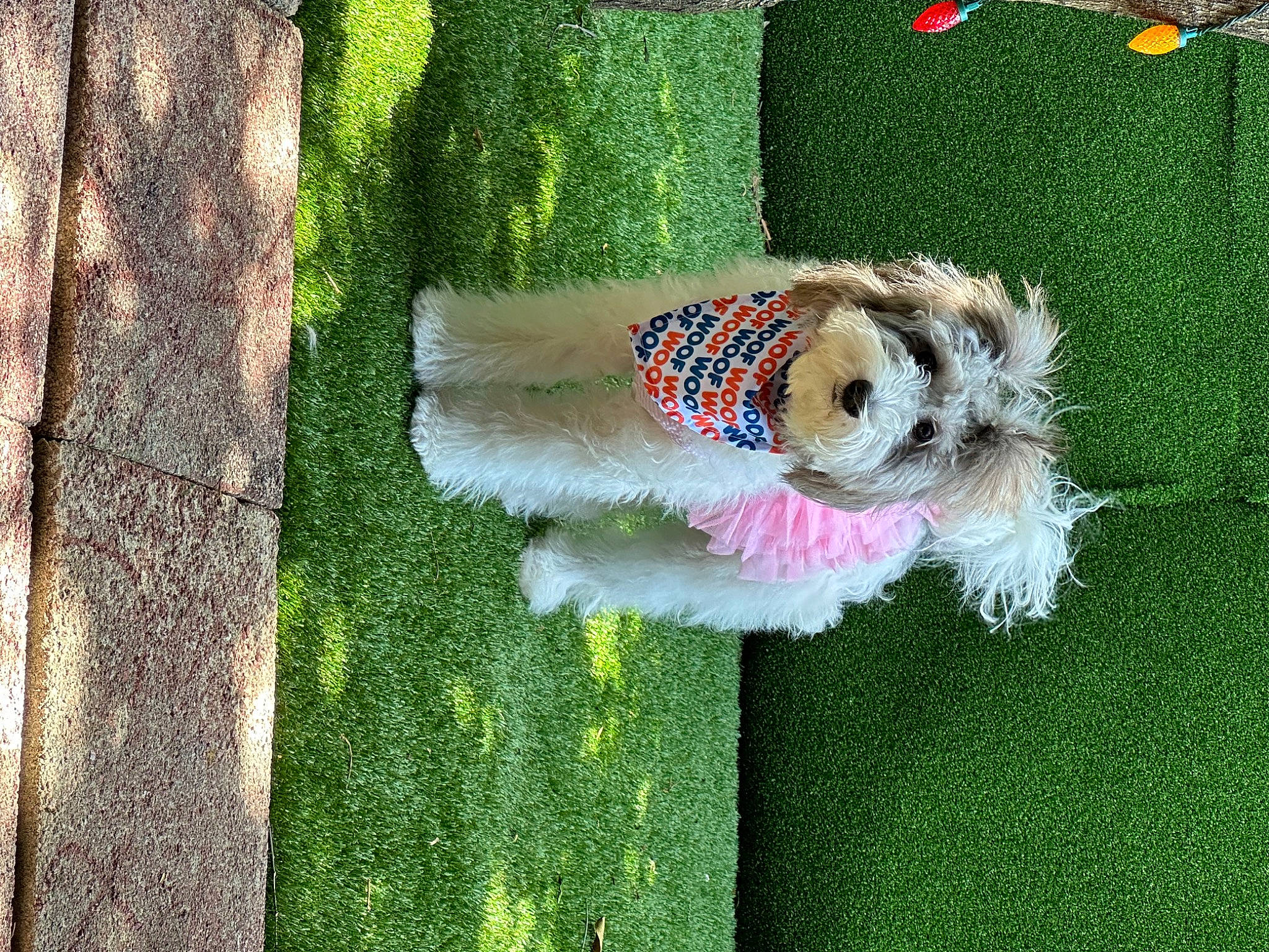 Sasha is registered to the contest to win money with this photo: canidae, carnivore, collar, companion_dog, dog, dog_breed, dog_clothes, dog_collar, dog_supply, fawn, grass, green, leash, plant, sporting_group, tail, terrier, toy, toy_dog, tree