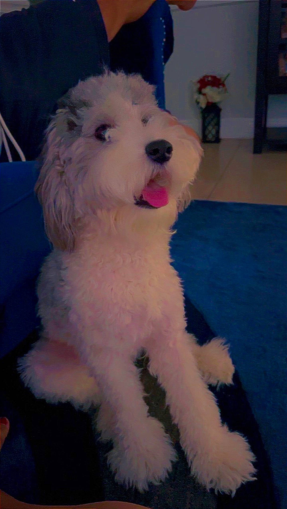 Sasha joined the competition — help win amazing prizes! bichon, canidae, carnivore, companion_dog, dog, dog_breed, fur, houseplant, labradoodle, maltepoo, non_sporting_group, poodle, small_terrier, sporting_group, terrier, toy_dog, water_dog, working_animal