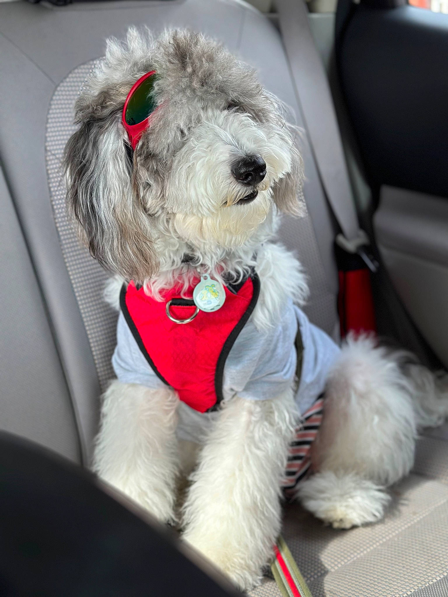 Sasha is registered to the contest to win money with this photo: car_seat, car_seat_cover, carnivore, collar, companion_dog, dog, dog_breed, dog_clothes, dog_collar, dog_supply, fashion_accessory, fur, labradoodle, leash, schnauzer, small_terrier, sporting_group, terrier, toy_dog, working_animal
