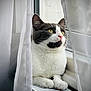 animal, black, calm, cat, close_up, cozy, curtains, cute, domestic, feline, indoor, looking, paws, pet, radiator, resting, soft_light, whiskers, white, window