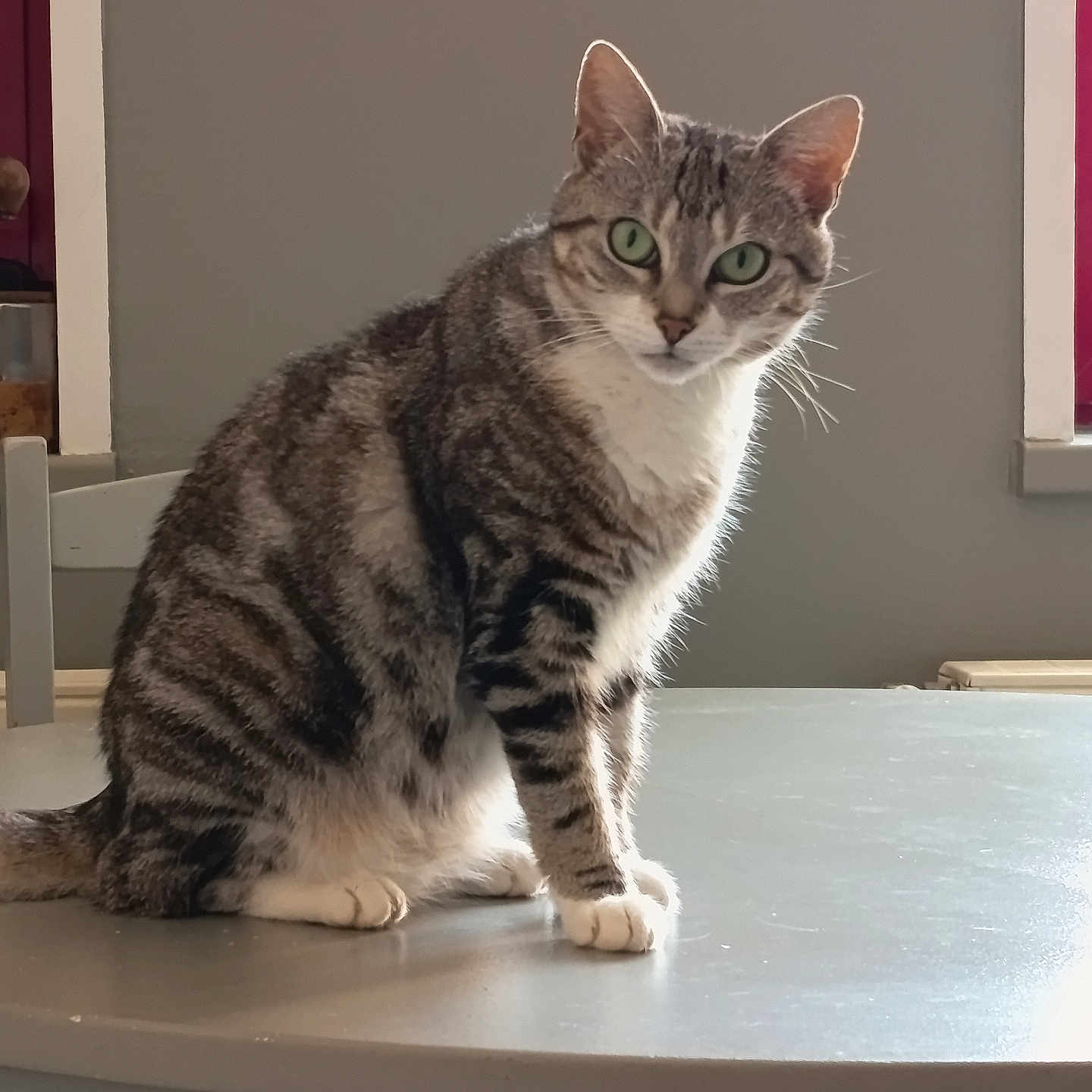 Nala a rejoint le concours — aidez-le/la à gagner de superbes lots ! animal, cat, curious, domestic_cat, ears, fur, furniture, gray, green_eyes, household, indoor, natural_light, paws, pet, sitting, striped, tabby_cat, table, whiskers, white