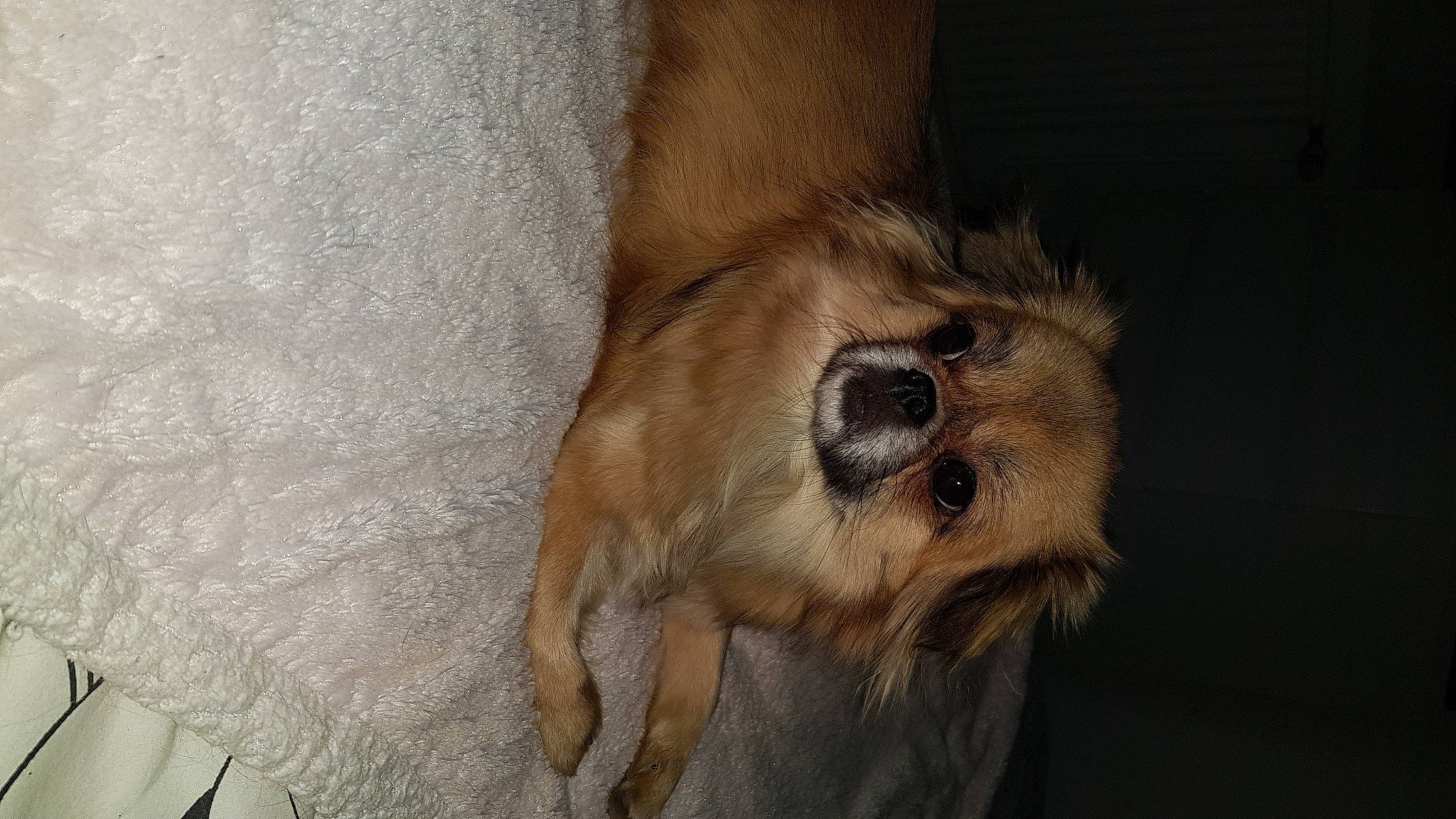 Ruby a rejoint le concours — aidez-le/la à gagner de superbes lots ! big_cats, canidae, carnivore, claw, companion_dog, dog, dog_breed, fawn, fur, human_leg, lion, liver, paw, snout, sporting_group, tail, terrestrial_animal, whiskers, wildlife, wood