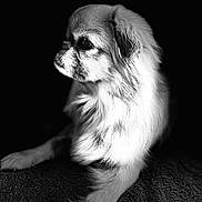 Ruby a rejoint le concours — aidez-le/la à gagner de superbes lots ! dog, animal, pet, fluffy, black_background, monochrome, portrait, fur, laying_down, side_view, soft_light, close_up, cute, canine, domestic_animal, whiskers, focused, relaxed, indoor, texture
