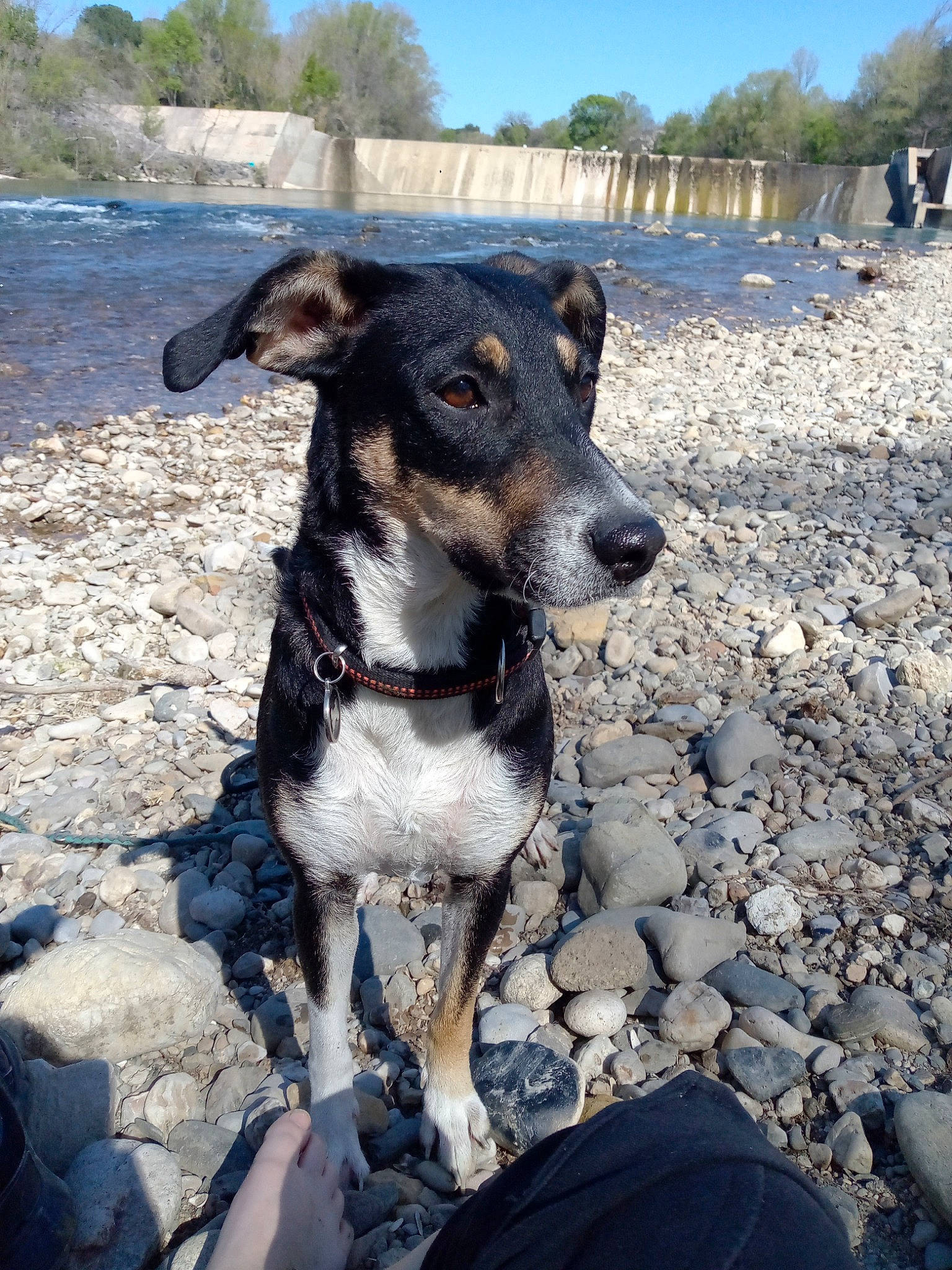 Patchou a rejoint le concours — aidez-le/la à gagner de superbes lots ! adventure, canidae, carnivore, collar, companion_dog, dog, dog_breed, dog_collar, fawn, landscape, leash, plant, rock, sky, snout, sporting_group, tree, water, whiskers, working_animal