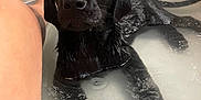 Willow is registered to the contest to win money with this photo: dog, puppy, black_labrador, wet, bath, water, bathtub, pet, looking_up, closeup, indoor, cute, animal, fur, snout, ears, paw, bathroom, loofah, human_leg