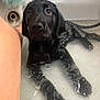 dog, puppy, black_labrador, wet, bath, water, bathtub, pet, looking_up, closeup, indoor, cute, animal, fur, snout, ears, paw, bathroom, loofah, human_leg