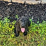 Willow joined the competition — help win amazing prizes! puppy, dog, black_labrador, grass, clover, mulch, stone_wall, outdoor, pet, animal, young_dog, tongue_out, happy, cute, nature, sitting, playful, canine, fur, ears