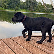 Willow joined the competition — help win amazing prizes! puppy, dog, black_dog, dock, wooden_dock, lake, water, trees, greenery, outdoor, nature, reflection, calm, sky, cloudy, animal, pet, collar, side_view, young_dog