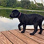 puppy, dog, black_dog, dock, wooden_dock, lake, water, trees, greenery, outdoor, nature, reflection, calm, sky, cloudy, animal, pet, collar, side_view, young_dog