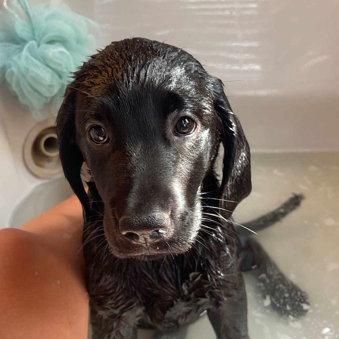 Willow joined the competition — help win amazing prizes! adorable, animal, bath, bathtub, black_dog, bubbles, canine, cleaning, close_up, cute, dog, indoor, looking_up, pet, puppy, sitting, soapy, water, wet, young_dog