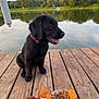 Willow joined the competition — help win amazing prizes! puppy, black_dog, toy, stuffed_animal, dock, lake, water, reflection, trees, hill, sky, clouds, outdoor, pet, animal, wood, nature, sitting, collar, playful