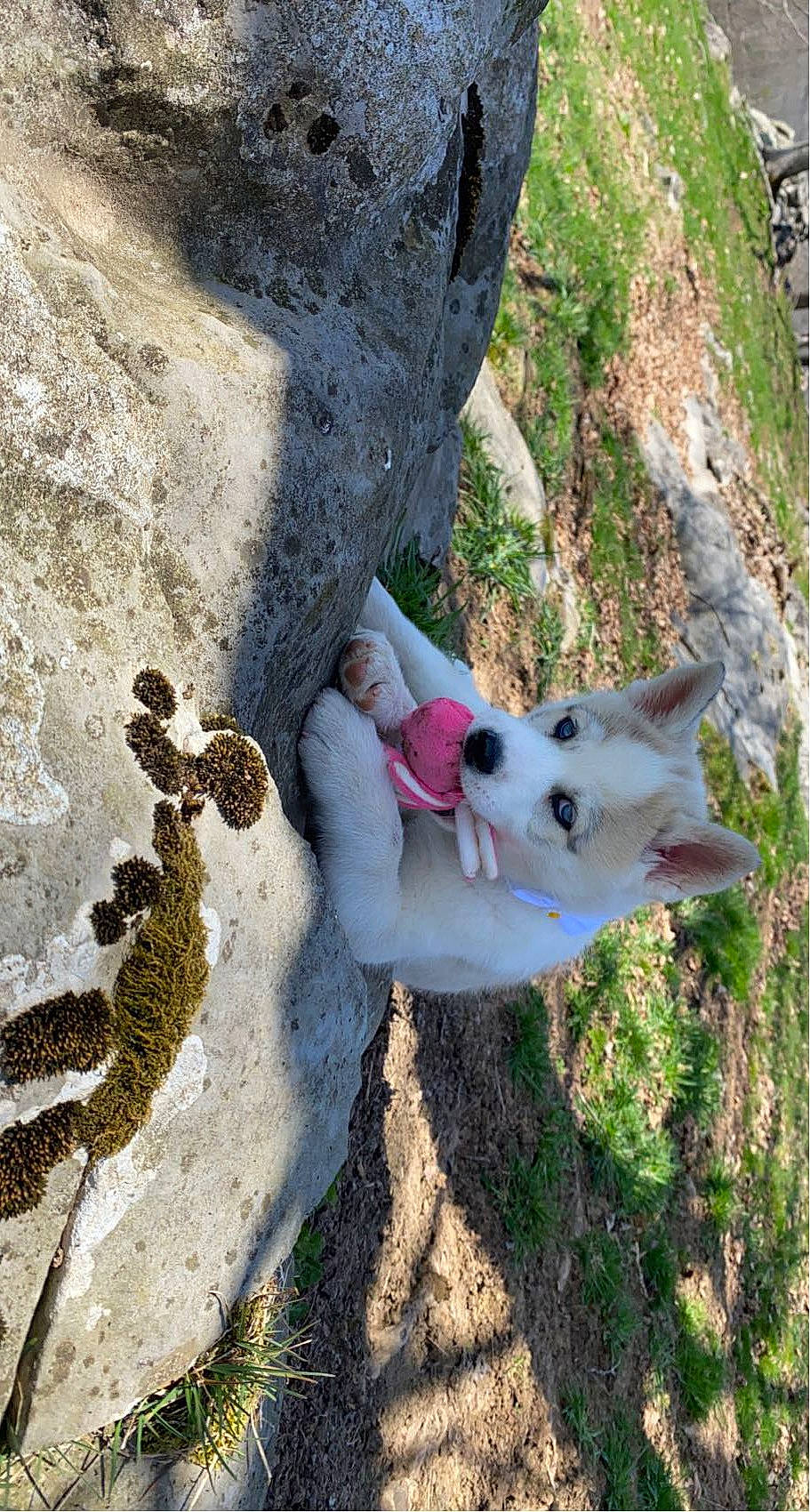 Ivy Jo is registered to the contest to win money with this photo: adventure, bedrock, canidae, carnivore, companion_dog, dog, dog_breed, dog_hiking, fawn, mammal, non_sporting_group, outcrop, plant, recreation, rock, soil, sporting_group, terrestrial_animal, vertebrate, walking